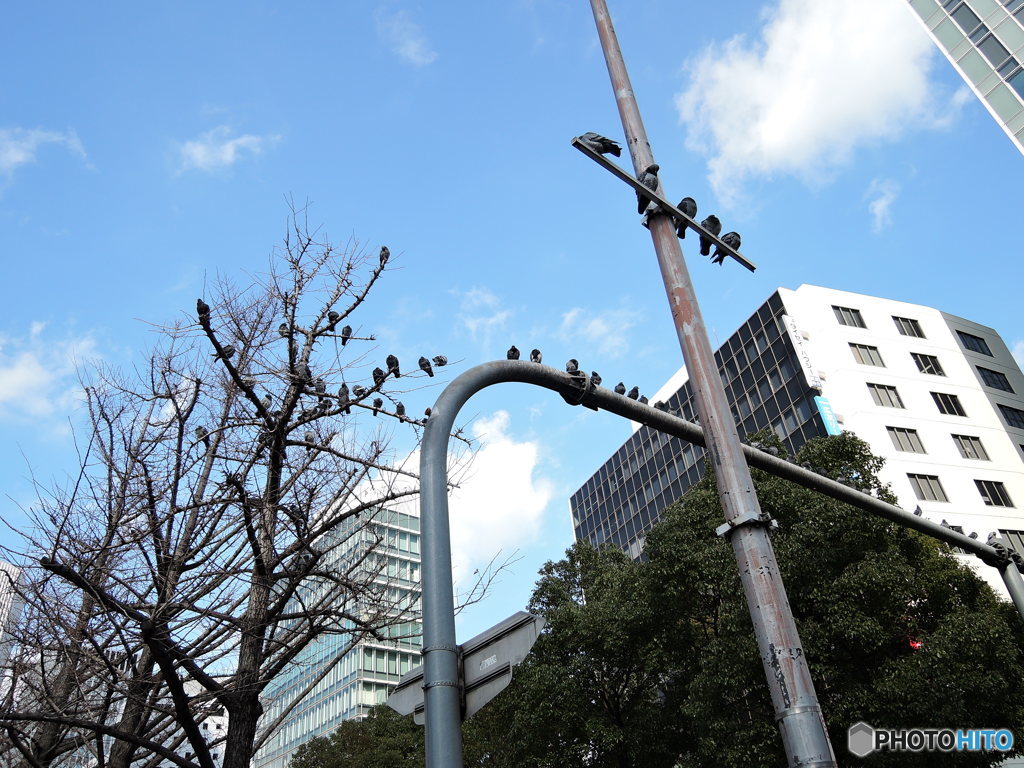 鳩ハトはと