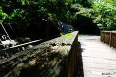福知山線廃線跡ハイキングコース03
