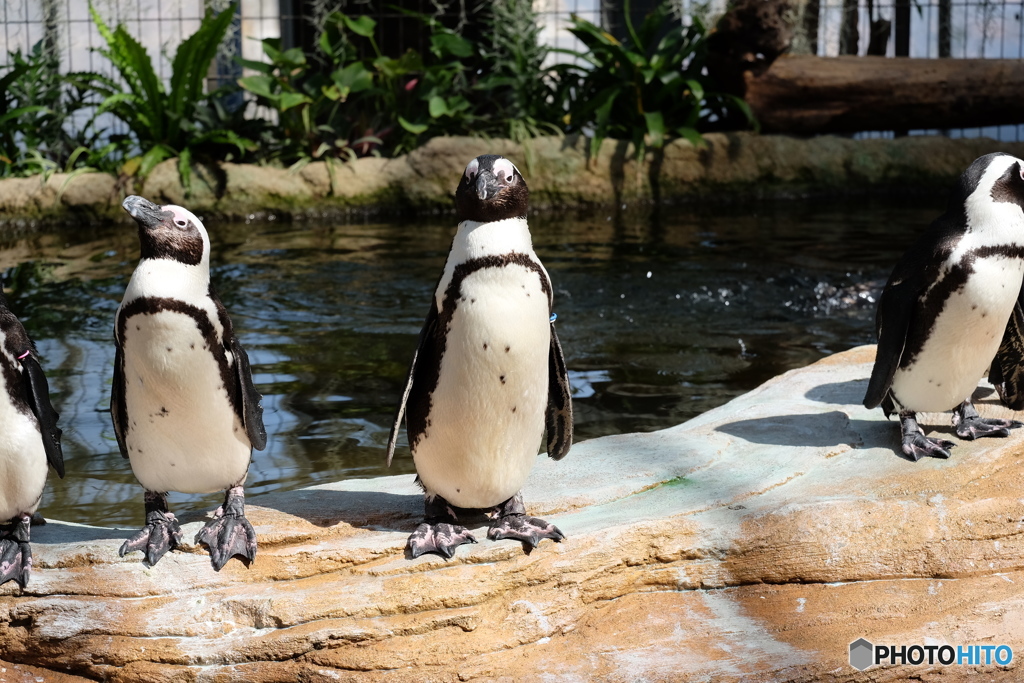 ケールペンギン
