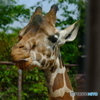 王子　ジラフ