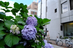 晴れの紫陽花