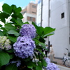 晴れの紫陽花
