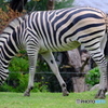 天王寺動物園　ゼブラ