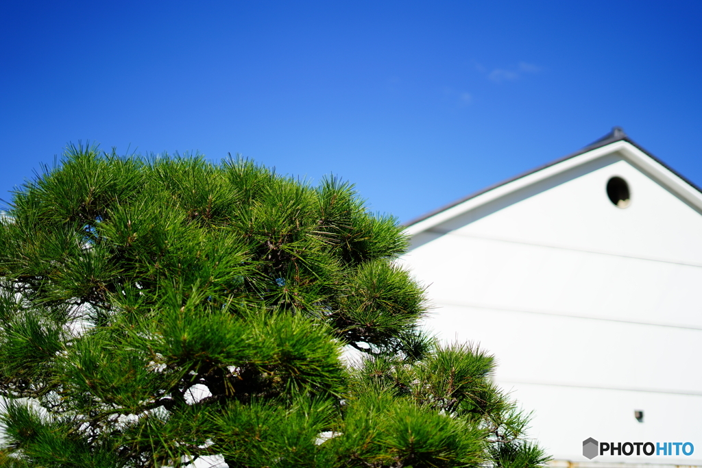 松と青空