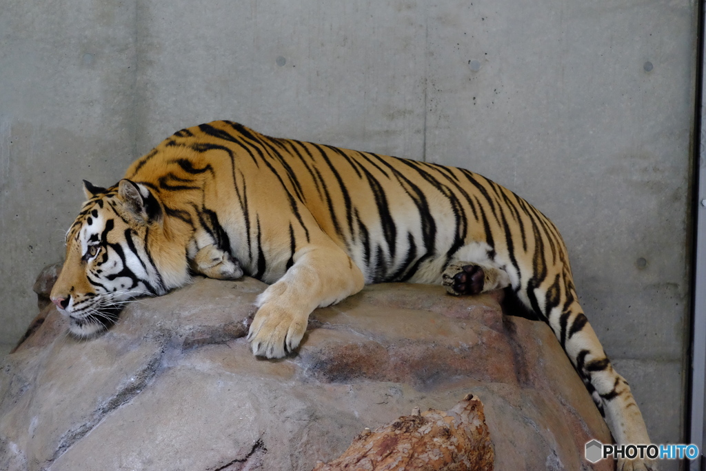 天王寺動物園　Tiger