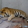 天王寺動物園　Tiger