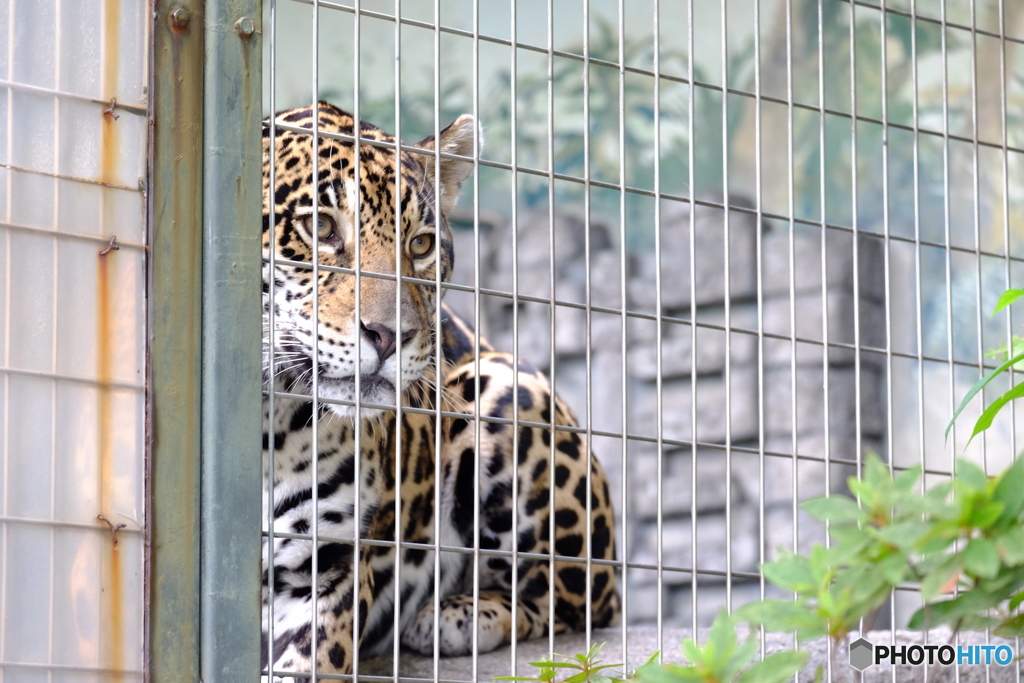 天王寺動物園　ジャガ