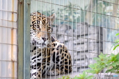 天王寺動物園　ジャガ