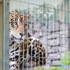 天王寺動物園　ジャガ