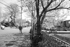 桜2020（モノクロ）