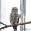 王子　ホンドフクロウ