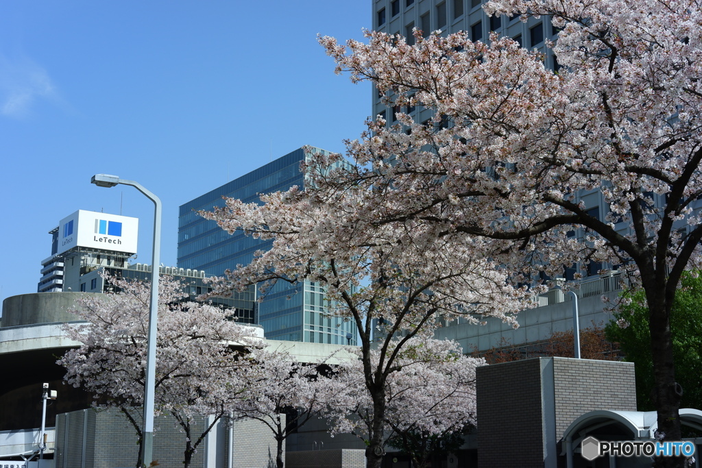 都会の桜001