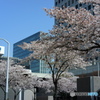 都会の桜001