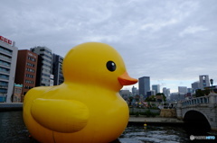 ラバーダッグその2