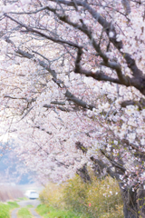 今井の桜 