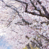 今井の桜 