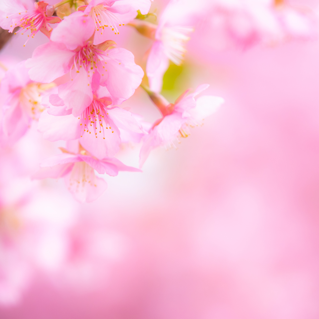 咲くLOVE 