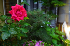 見事な薔薇でした