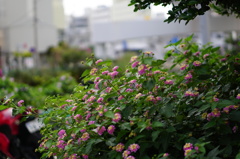 沖縄の花は*