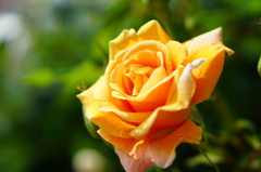 薔薇に挑戦２