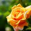 薔薇に挑戦２