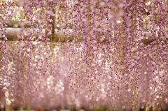 ふじの花２
