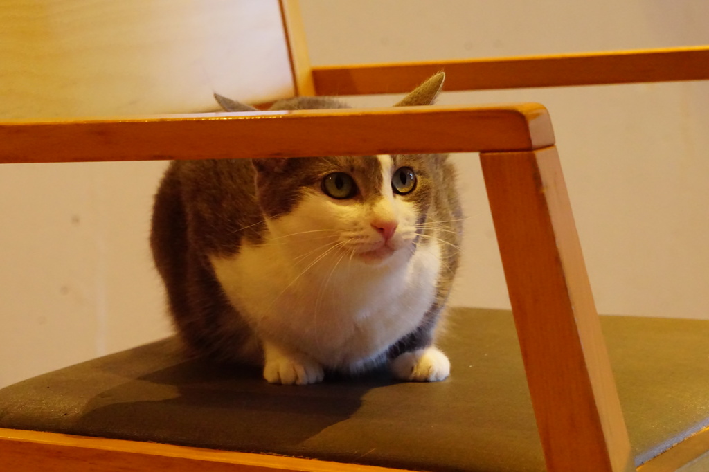 ちょっとシャイな猫ちゃん。