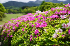 山ツツジ１