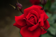 薔薇に挑戦１