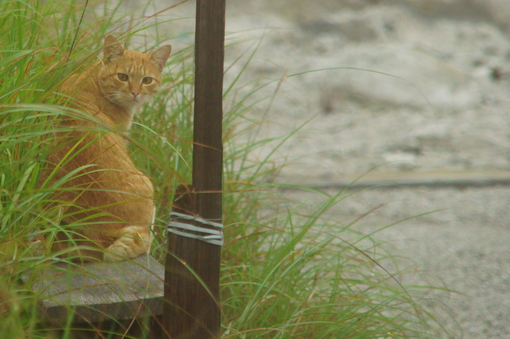 雲仙ねこ