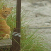 雲仙ねこ