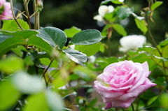 薔薇に挑戦４