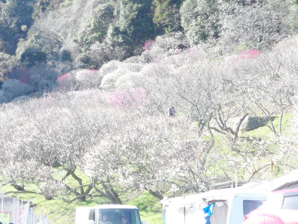 梅満開