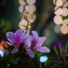 夜ツツジ２