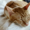 春は眠いにゃ…