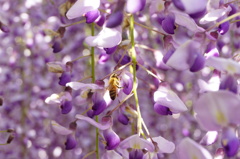 ふじの花１