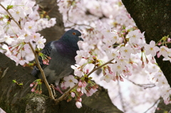 鳩もお花見