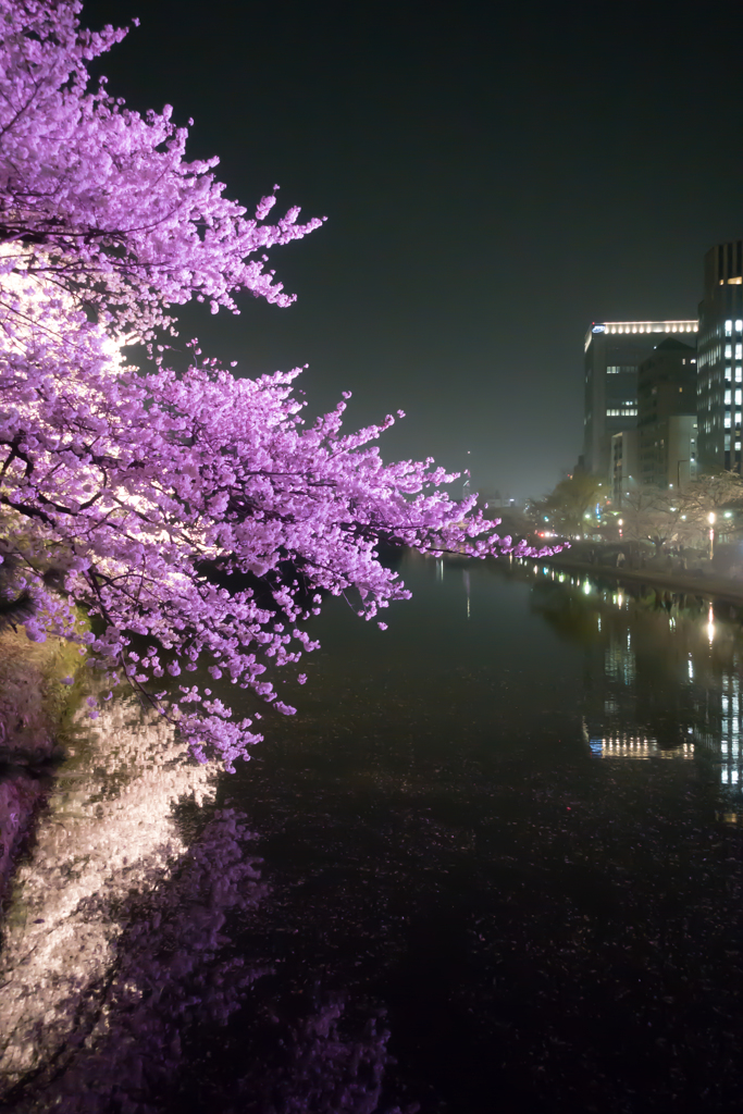 福岡城(舞鶴公園) お堀の桜