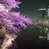 福岡城(舞鶴公園) お堀の桜