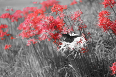 彼岸花×蝶