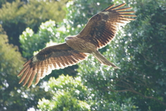 鷹？鷲？？鳶？