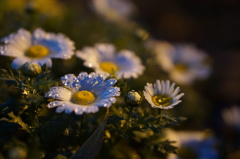 花×水玉 すてき