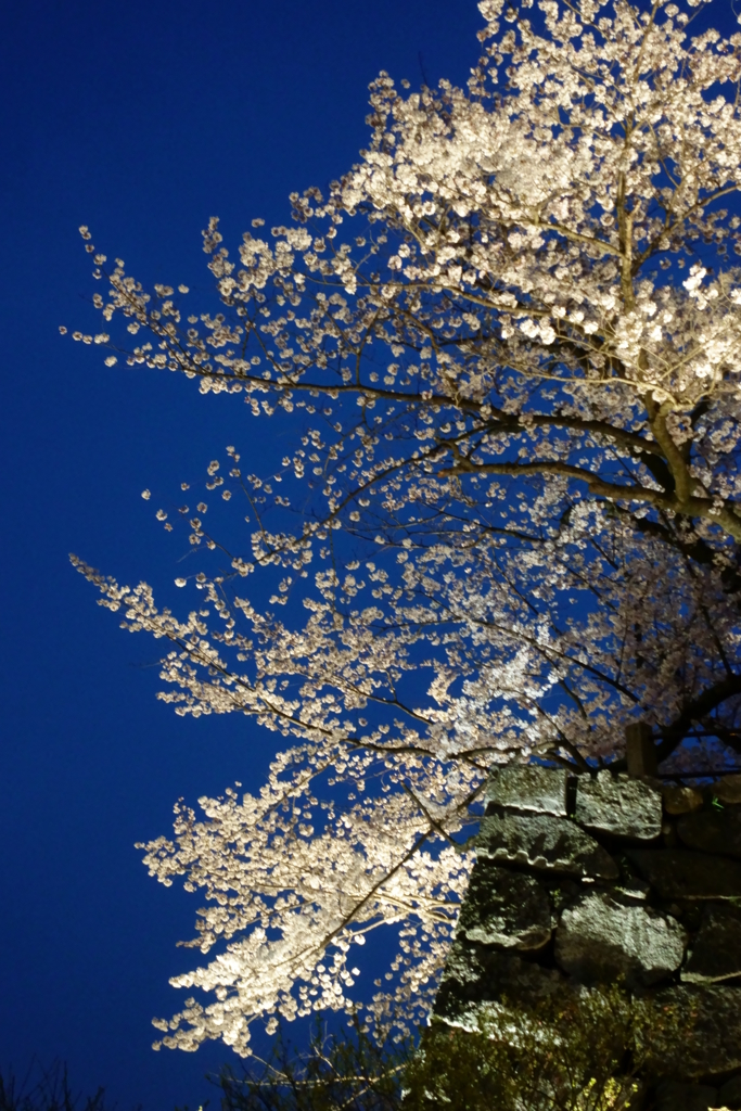 福岡城(舞鶴公園)の桜