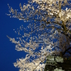 福岡城(舞鶴公園)の桜