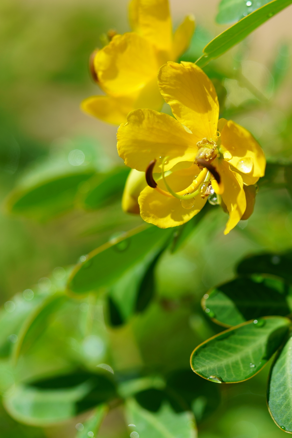 コバノセンナの花