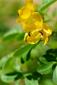 コバノセンナの花
