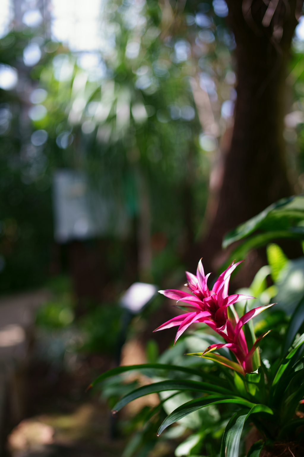 なんだろ、この花？