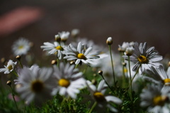 なんだろ、この花２