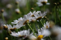 なんだろ、この花３