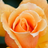 Rose_2016_1